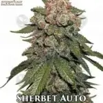 Sherbet (Autoflower) - Automatically Delicious