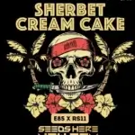 Sherbet Cream Cake (Feminized) - Elev8 Seeds