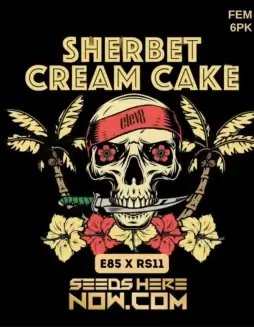 Sherbet Cream Cake feminized seeds by Elev8 Seeds showcasing its citrus, vanilla, berry, and cream aroma