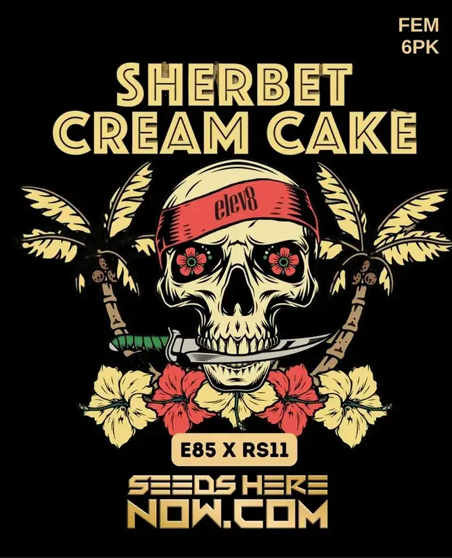 Sherbet Cream Cake feminized seeds by Elev8 Seeds showcasing its citrus, vanilla, berry, and cream aroma