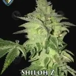 Shiloh Z (Feminized) - T.H. Seeds