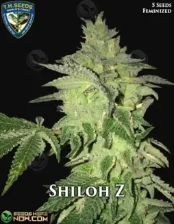 Shiloh Z Feminized Cannabis Seeds by T.H. Seeds featuring Zkittlez S1 and Pure Afghani lineage