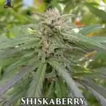 Shiskaberry S1 (Feminized) - Dr. Blaze