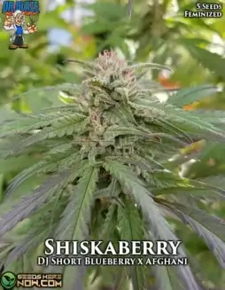 Pack of Shiskaberry S1 feminized cannabis seeds by Dr. Blaze