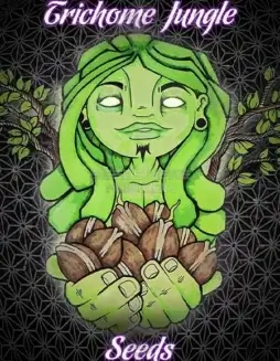 Pack of Shivas Soul feminized cannabis seeds by Trichome Jungle