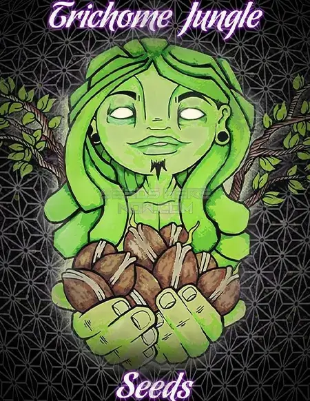Pack of Shivas Soul feminized cannabis seeds by Trichome Jungle
