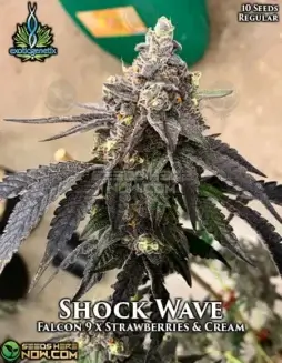 Shockwave Cannabis Seeds (space) Falcon 9 x Strawberries & Cream Hybrid