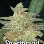 Shortbread (Regular) - Second Generation Genetics
