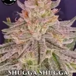 Shugga Shugga (Regular) - Strait A Genetics
