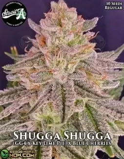Shugga Shugga Cannabis Seeds (space) Hybrid strain with 20(space)25% THC by Strait A Genetics