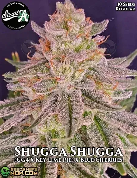 Shugga Shugga Cannabis Seeds - Hybrid strain with 20-25% THC by Strait A Genetics