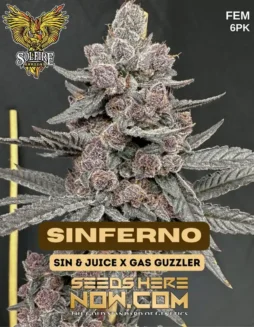 Sinferno Feminized Seeds (space) Citrus, Diesel, Earthy Spice Aroma
