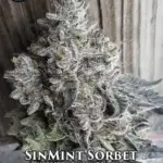 SinMint Sorbet (Regular) - Sin City Seeds