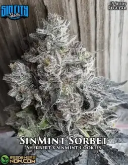 SinMint Sorbet Regular Seeds featuring Sherbet and SinMint Cookies lineage