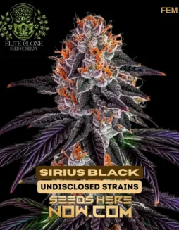 Deep purple Sirius Black S1 cannabis buds by Elite Clone Seed Company