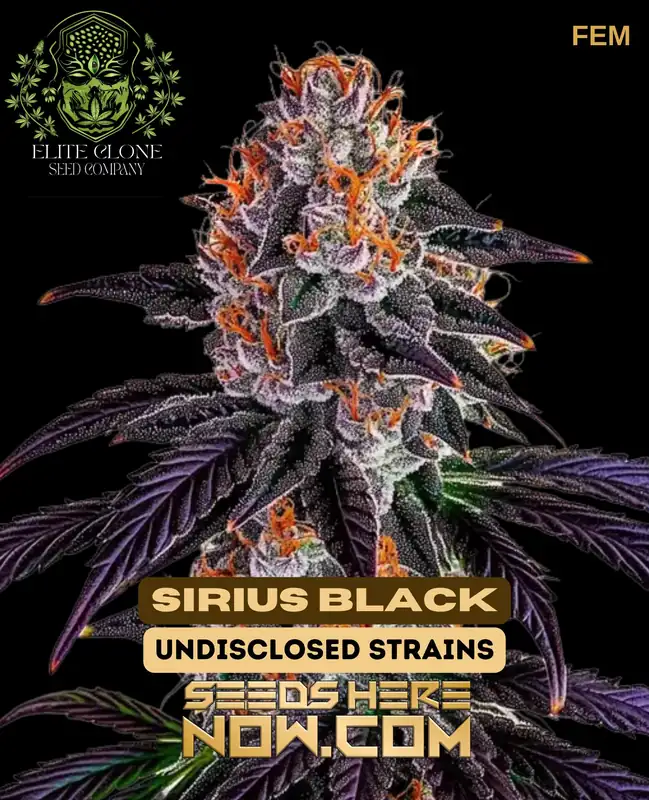 Deep purple Sirius Black S1 cannabis buds by Elite Clone Seed Company