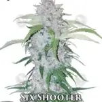 Six Shooter (Autoflower) - Fast Buds