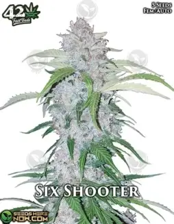 Six Shooter Auto (space) Autoflower Cannabis Seeds by Fast Buds featuring Gorilla Glue #4, Jack Herer, and Ruderalis