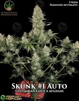 Skunk #1 Auto autoflowering cannabis seeds by Automatically Delicious, featuring earthy and skunky aromas