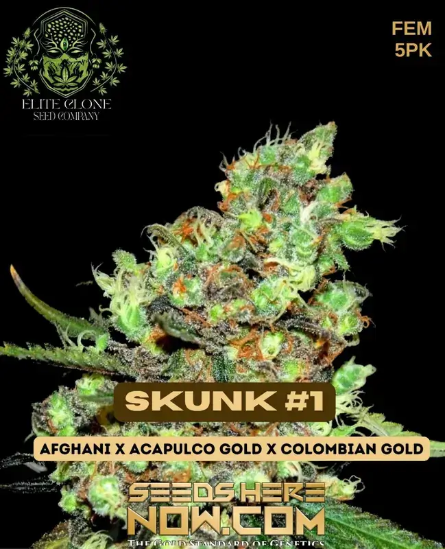 Skunk #1 S1 feminized seeds featuring earthy and skunky aroma with high yield potential