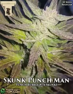 Pack of Skunk Punch Man regular cannabis seeds by GibbsKutz Genetics