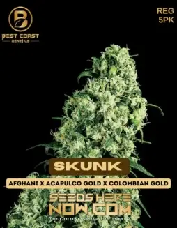 Skunk Regular Seeds by Best Coast Genetics featuring skunky and sweet aroma