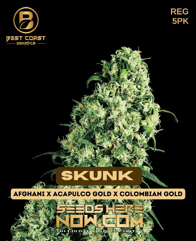 Skunk Regular Seeds by Best Coast Genetics featuring skunky and sweet aroma