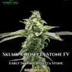 Skunk x Rosetta Stone FV (Feminized) - TurboFlora Genetics