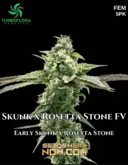 Close(space)up image of Skunk x Rosetta Stone FV cannabis seeds by TurboFlora Genetics