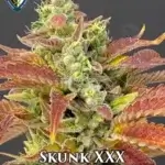Skunk XXX (Regular) - T.H. Seeds