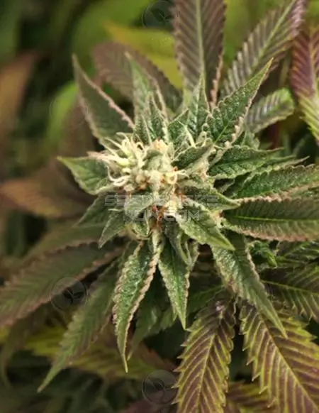 Skunkage Regular Seeds by T.H. Seeds - Sativa Dominant Strain