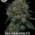 Skunkband V2 (Regular) - Dominion Seed Company