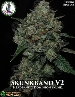 Skunkband V2 cannabis seeds package by Dominion Seed Company featuring Headband and Dominion Skunk genetics