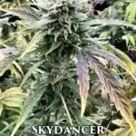 Skydancer (Autoflower) - Automatically Delicious