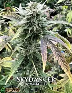 Skydancer Autoflower Cannabis Seed Pack (space) High THC and Indica Dominant