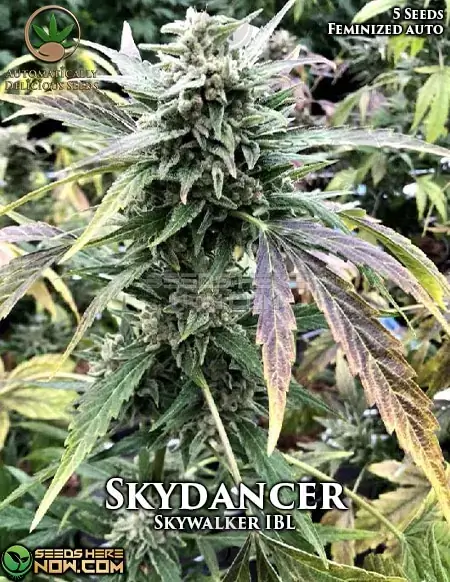 Skydancer Autoflower Cannabis Seed Pack - High THC and Indica Dominant