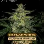 Skylar White (Autoflower) - Mephisto Genetics