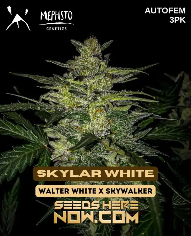 Skylar White Autoflower Cannabis Seeds by Mephisto Genetics featuring citrus, pine, and earthy flavors