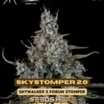 Skystomper 2.0 (Autoflower) - Mephisto Genetics