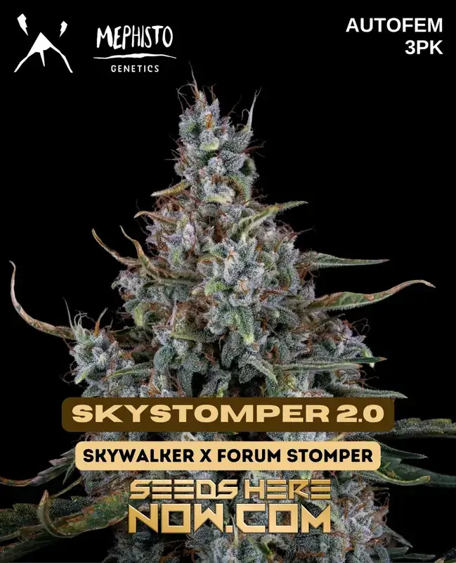Pack of Skystomper 2.0 Autoflower Seeds - A Mephisto Genetics Strain with Sweet, Fruity Aroma