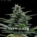 Skywalker (Autoflower) - Mephisto Genetics