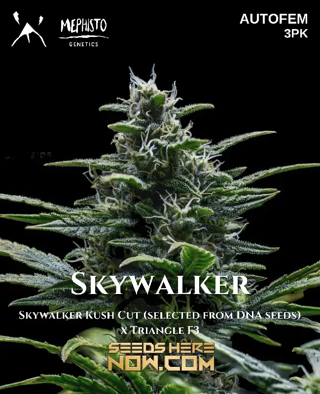 Skywalker Autoflower Cannabis Seeds by Mephisto Genetics featuring high THC levels and a blend of citrus, pine, and earthy flavors