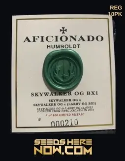 Skywalker OG BX1 regular cannabis seeds by Aficionado Seeds featuring earthy pine and citrus flavors