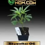 Skywalker OG Clones - ACC