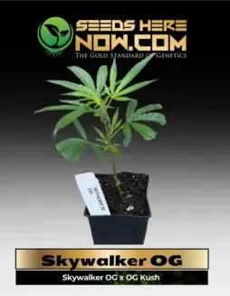 Skywalker OG Cannabis Clones in Soil Pot