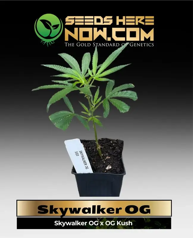 Skywalker OG Cannabis Clones in Soil Pot