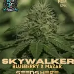Skywalker S1 (Feminized) - Elite Clone Seed Company