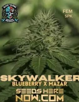 Skywalker S1 cannabis seeds in packaging (space) Elite Clone Seed Company