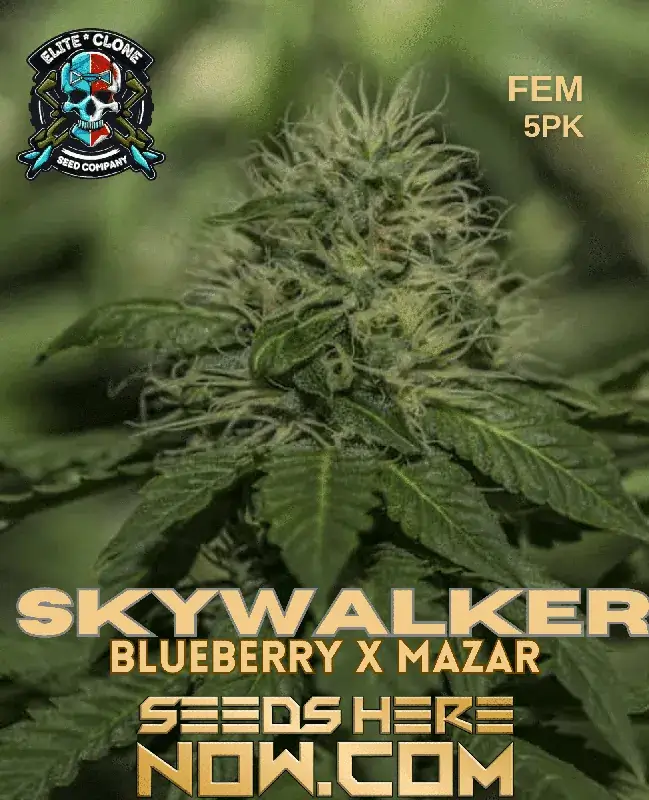 Skywalker S1 cannabis seeds in packaging - Elite Clone Seed Company