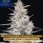 Skywalker Triangle Kush S1 (Feminized) - Pure XX
